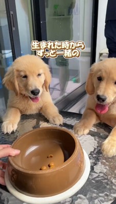 テーブルの前に並ぶ2匹の子犬