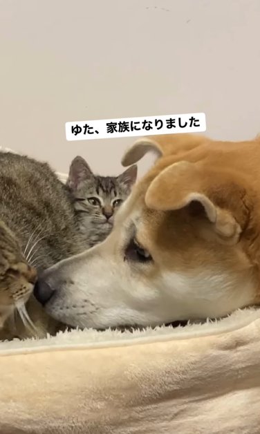 鼻を突き合わせる大型犬と猫の後ろで犬を見つめる子猫