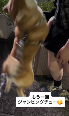 お姉ちゃんにチューする小型犬
