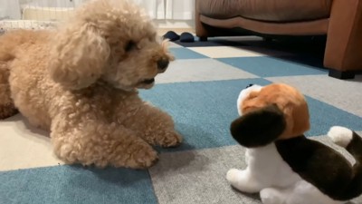 動く犬のおもちゃを見たいちごちゃん＆ミルクくん9