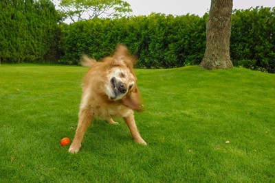 砂浜で体をブルブル振る犬