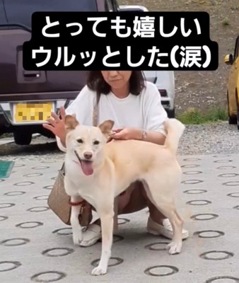 カメラ目線の犬1