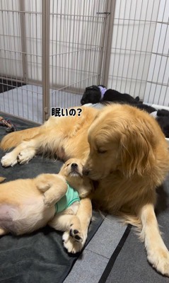 たのちゃんと赤ちゃん犬4