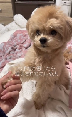 じぷくんの手を握る飼い主さん