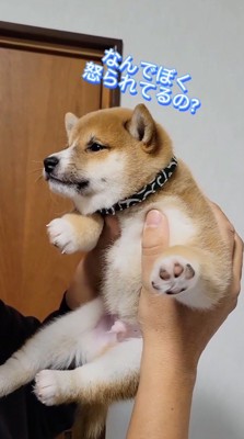 自分を抱き上げている男性を見つめる子犬