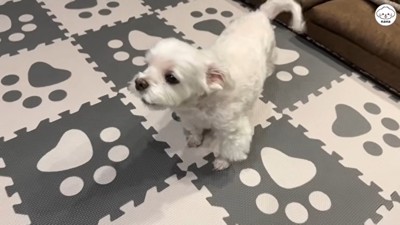 大興奮で吠えています!