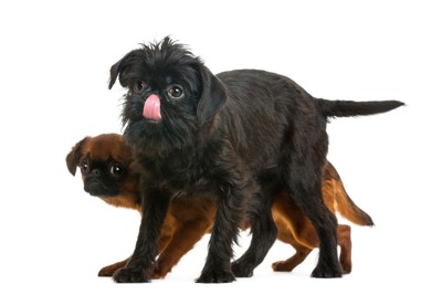 低姿勢の茶と手前の黒