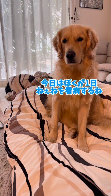 女の子が入っている布団の上に座る犬