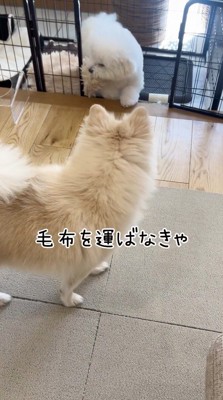 ケージにあった毛布を持っていく犬