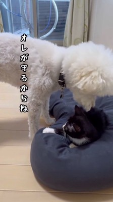 猫の背中に顔を近づける白い犬