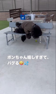 ボンドくん＆アルくんとお父さんの再会9