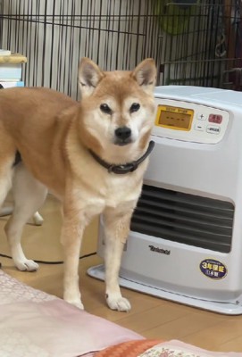 今では冬の風物詩に