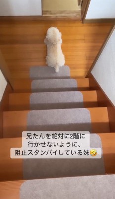 誰かを待ち伏せ