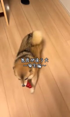 あずきちゃんの態度の違い2