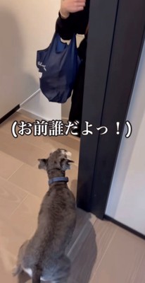 来客に警戒する犬