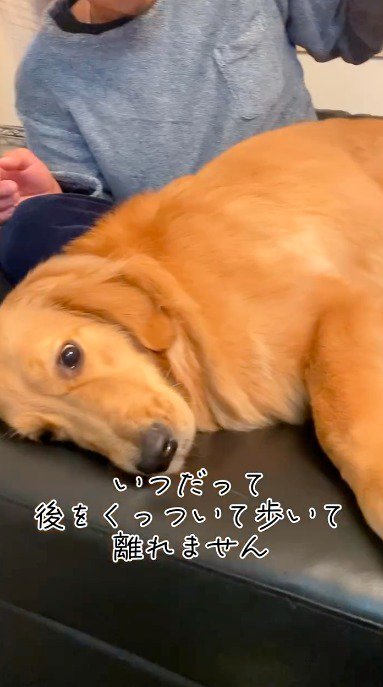 男性のひざの上に横になる犬