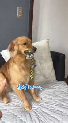 ソファの上から赤ちゃんを見つめる犬