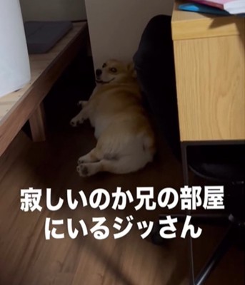部屋の隅にいる犬2