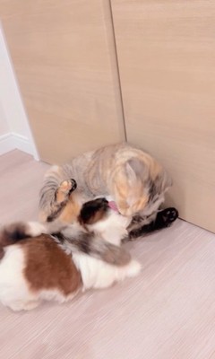 赤ちゃん犬と猫のふれあい⑩