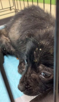 ケージの中で不安そうな黒い子犬