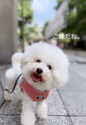 笑顔で散歩する犬