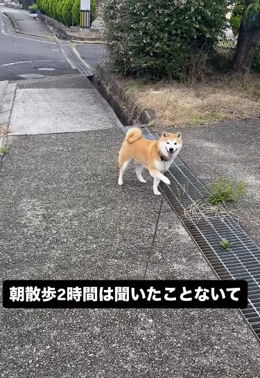散歩中に立ち止まりリードに片手をかける柴犬