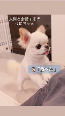 「食べた」と釘を刺すお父さん