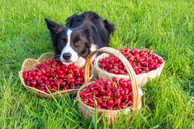 犬と大量のさくらんぼ