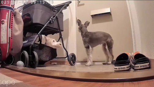 玄関で待機中のぷく君ともち君4