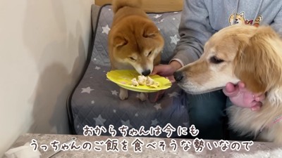 ハンバーグプレートも！