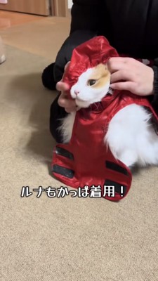 カッパを着る猫