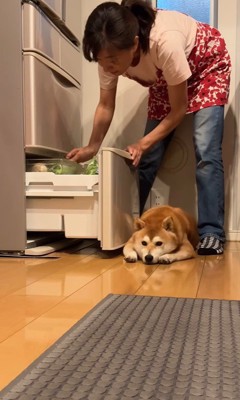 冷蔵庫の前に居座る茶々丸ちゃん8