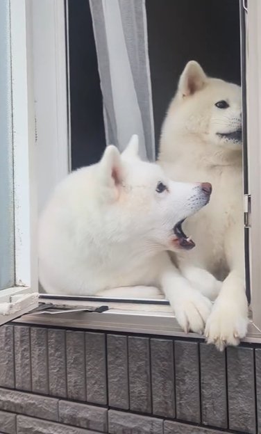 窓際を独り占めしようと他の犬に吠える秋田犬