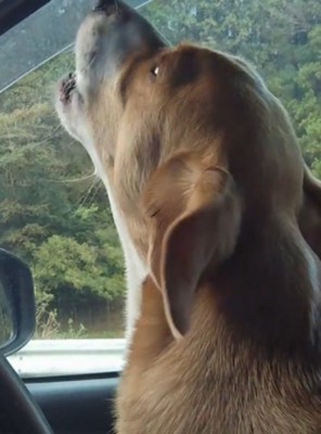 真剣な顔で遠吠えをする犬