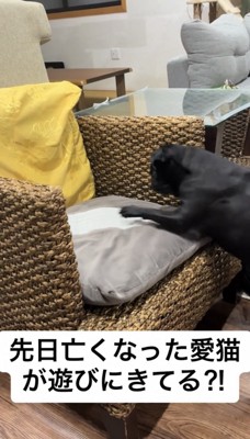 クッションに向かって前脚を伸ばす犬