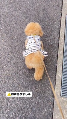 飼い主と散歩をする犬