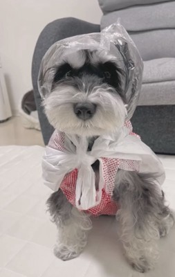 おすわりして合羽を着る犬