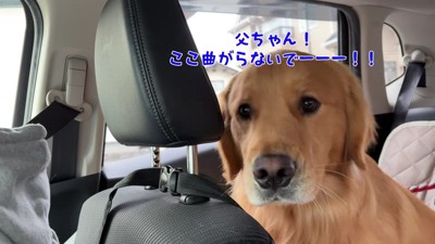 絶望したようなお顔に