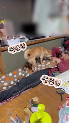お父さんの上を歩く犬