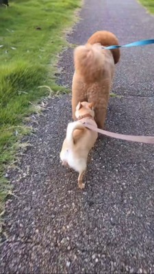 縦に並んで歩くプードルとチワワ