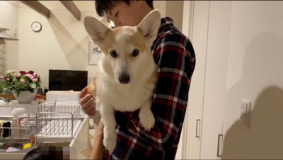 男性に抱っこされながら女性を見つめる犬