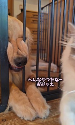 柵に挟まってくつろぐサンタくん5