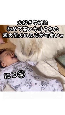 犬に笑いかける赤ちゃん
