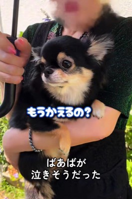 こまちゃんとおばあちゃん⑩