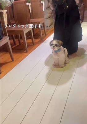 座る犬2