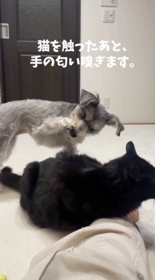 前足を自分の鼻の近くに持っていく犬