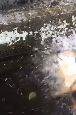 大きくブルブルする犬