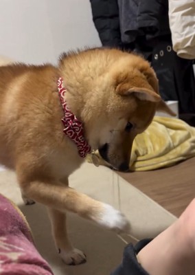 前足で遊ぶそら君