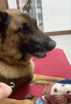 フシュッと鼻息を荒くする犬