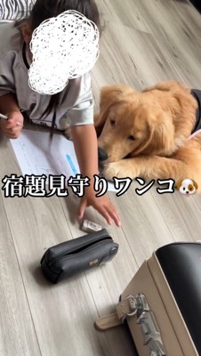 勉強をする女の子の隣で伏せをする犬